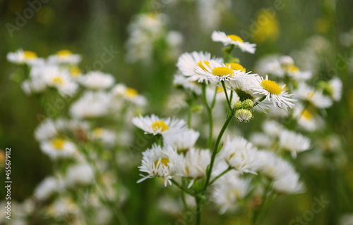 Small  white daisy wildflowers