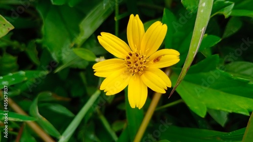 yellow flower