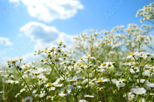 Small, white daisy wildflowers © ketrin08