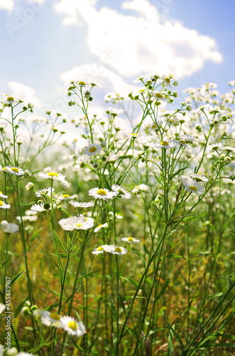 Small  white daisy wildflowers