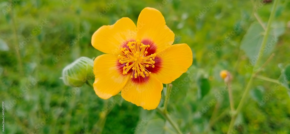 yellow daffodil flower yellow daffodil flower