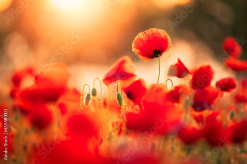 poppies in the field