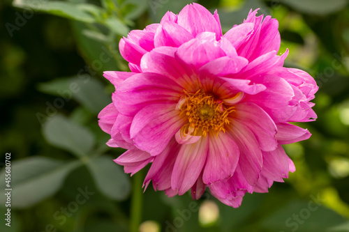 Pink dahlia flower close up for design and background