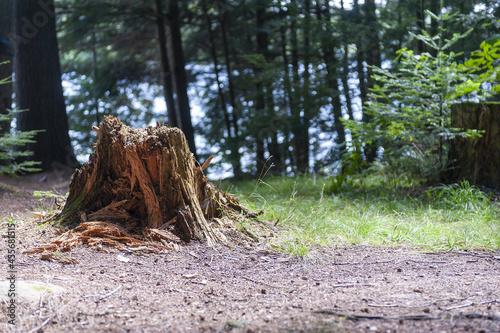 Shot of a rotted tree stump
