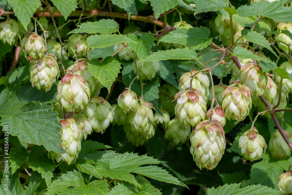 Growing hops with cones, used for brewing and medicine Growing hops with cones, used for brewing and medicine