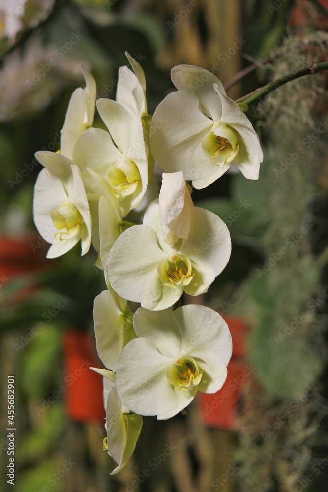 Obraz premium white and yellow moth orchid flowers