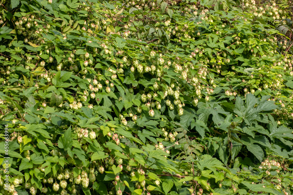 Cones and leaves of hops beautiful landscape. It is used in brewing and medicine Cones and leaves of hops beautiful landscape. It is used in brewing and medicine