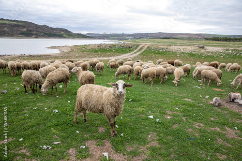 A sheep looking at the camera in a flock of sheep on the shore of the Sazlibosna Dam in Istanbul, Turkey