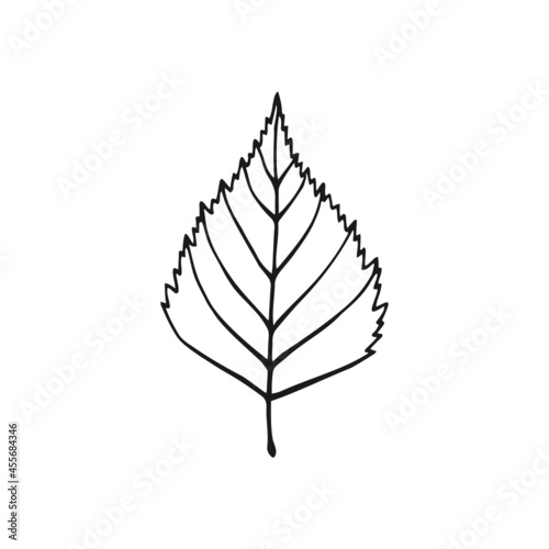 Hand drawn birch leaf outline. Line art style isolated on white background.