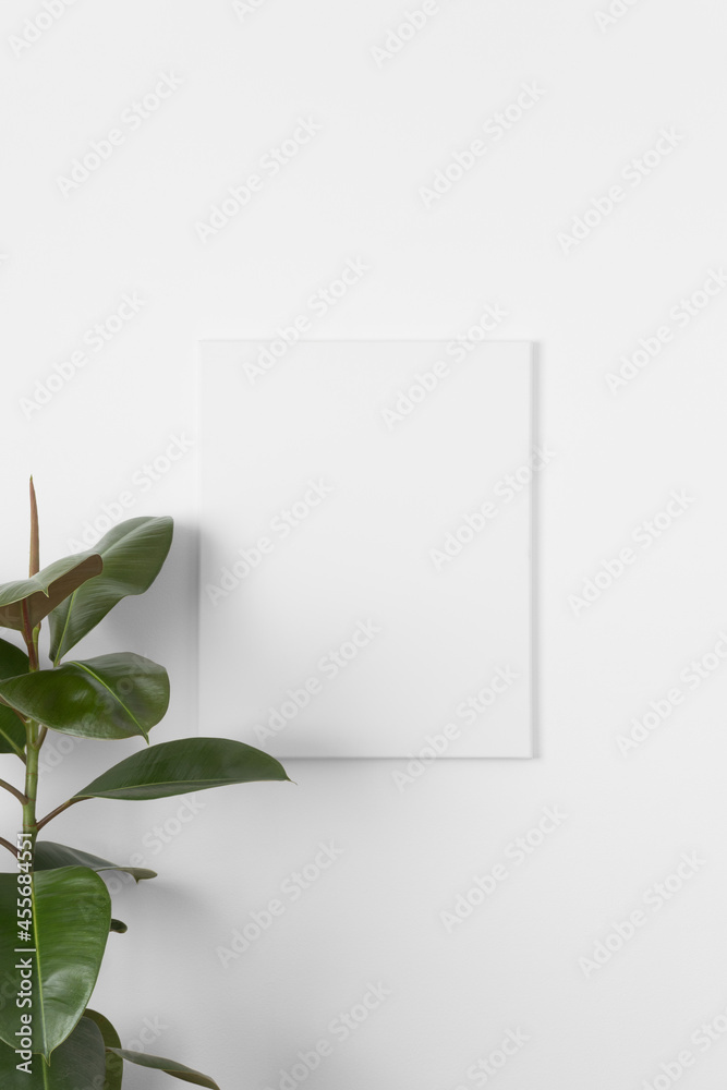 White canvas mockup on the wall with a ficus plant. White canvas mockup on the wall with a ficus plant.