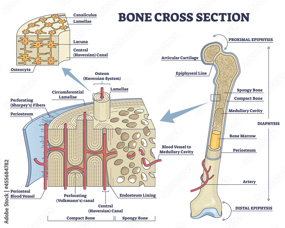 Bone Cross Section Diagram Labeled Stem Cross Section Labeled