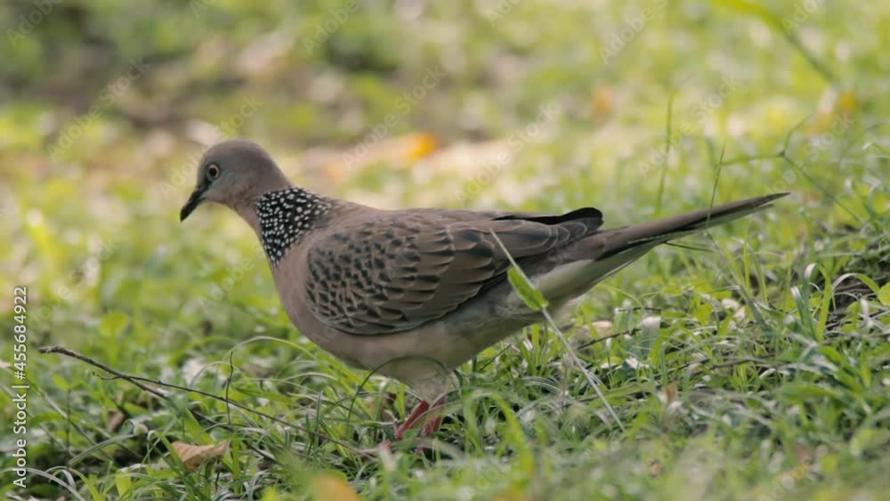 closeup view of a spotted dove in nature closeup view of a spotted dove in nature