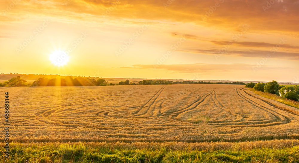 Scenic view at beautiful summer sunset in a wheaten shiny field with golden wheat and sun rays, deep colorful cloudy sky, rows leading far away, valley landscape Scenic view at beautiful summer sunset in a wheaten shiny field with golden wheat and sun rays, deep colorful cloudy sky, rows leading far away, valley landscape