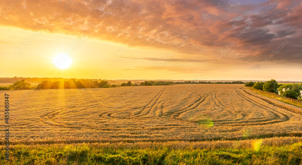 Scenic view at beautiful summer sunset in a wheaten shiny field with golden wheat and sun rays, deep colorful cloudy sky, rows leading far away, valley landscape Scenic view at beautiful summer sunset in a wheaten shiny field with golden wheat and sun rays, deep colorful cloudy sky, rows leading far away, valley landscape