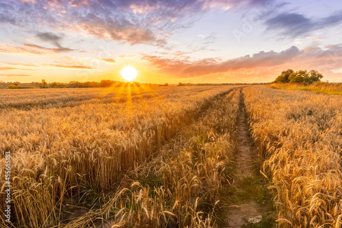 Scenic view at beautiful summer sunset in a wheaten shiny field with golden wheat and sun rays  deep blue cloudy sky  road and rows leading far away  valley landscape