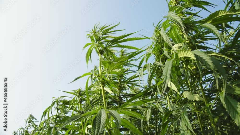 Cannabis plant tops close-up. They sway in the wind and shake the leaves. The sky is blue above them Cannabis plant tops close-up. They sway in the wind and shake the leaves. The sky is blue above them