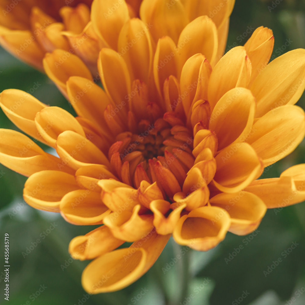 great macro picture of orange chrysanthemum on a blurry background close-up. Detailed yellow flower body great macro picture of orange chrysanthemum on a blurry background close-up. Detailed yellow flower body