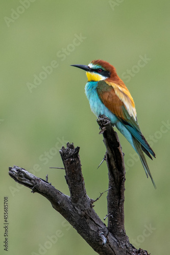European bee-eater (Merops apiaster). Middle size colorful bird standing on the branch. Beautiful bird with blue chest and abdomen, brown back, red eyes, yellow head, black mask, fluffy feathers. © vaclav