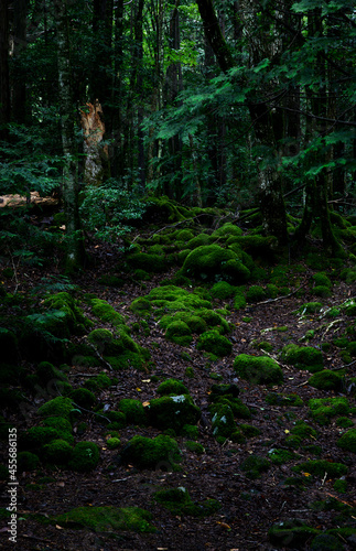 苔の森 © yu-choro