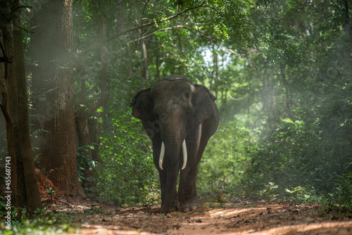Thai elephant in the forest during sunny day.