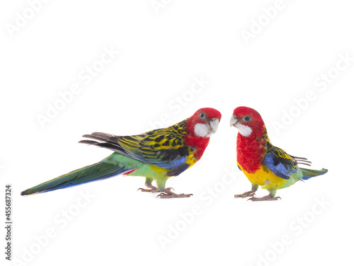 two parrot Rosella parrot isolated on white background photo