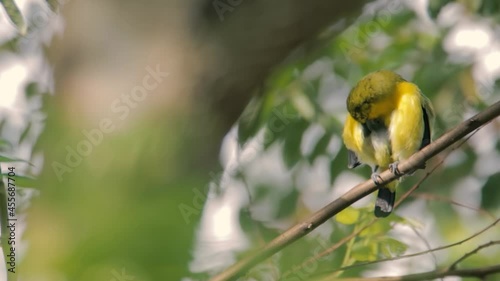 Common Iora (Aegithina tiphia) perched on tree branch looking for fruits in natural habitat photo