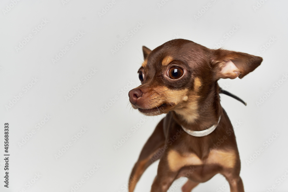 pedigree dog pet puppy grooming light background