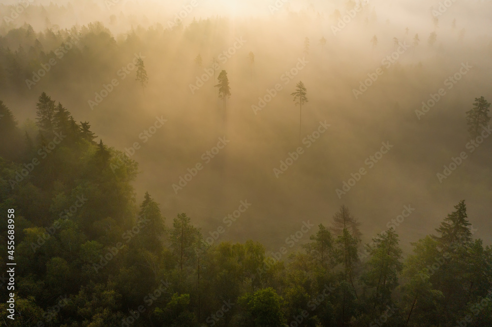 Scenery aerial view of misty forest. Early morning in the woodland. Sunbeams throught fog.