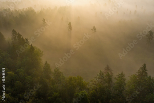 Obraz na płótnie Scenery aerial view of misty forest. Early morning in the woodland. Sunbeams throught fog. w salonie