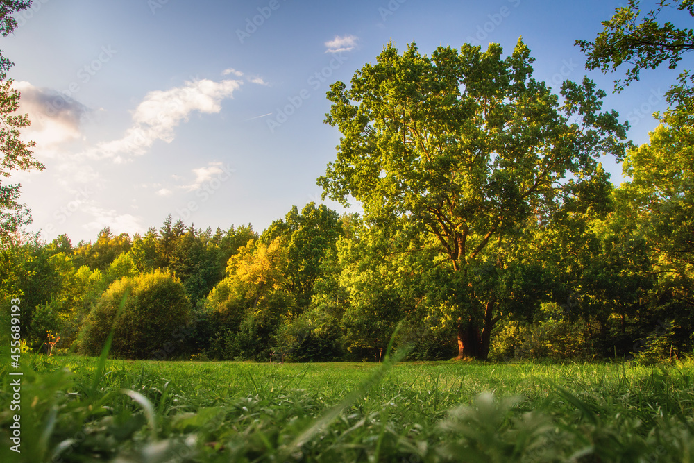 Picturesque landscape of meadow and trees in early autumn. Bright sunset in woodland. Mighty high oak in green meadow.