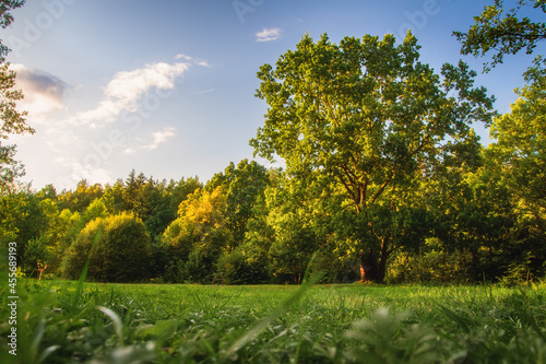 Obraz na płótnie Picturesque landscape of meadow and trees in early autumn. Bright sunset in woodland. Mighty high oak in green meadow. w salonie