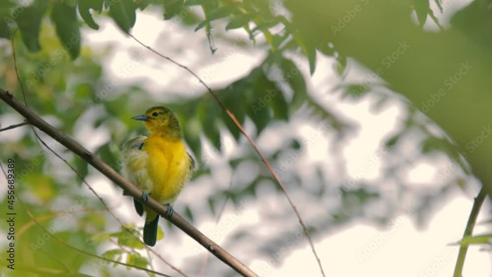 Common Iora (Aegithina tiphia) perched on tree branch looking for fruits in natural habitat Common Iora (Aegithina tiphia) perched on tree branch looking for fruits in natural habitat