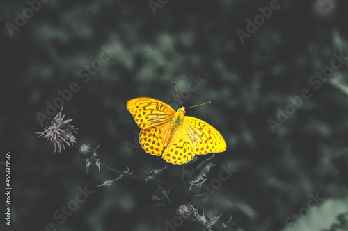 Photos Orange butterfly Silver-washed fritillary flying