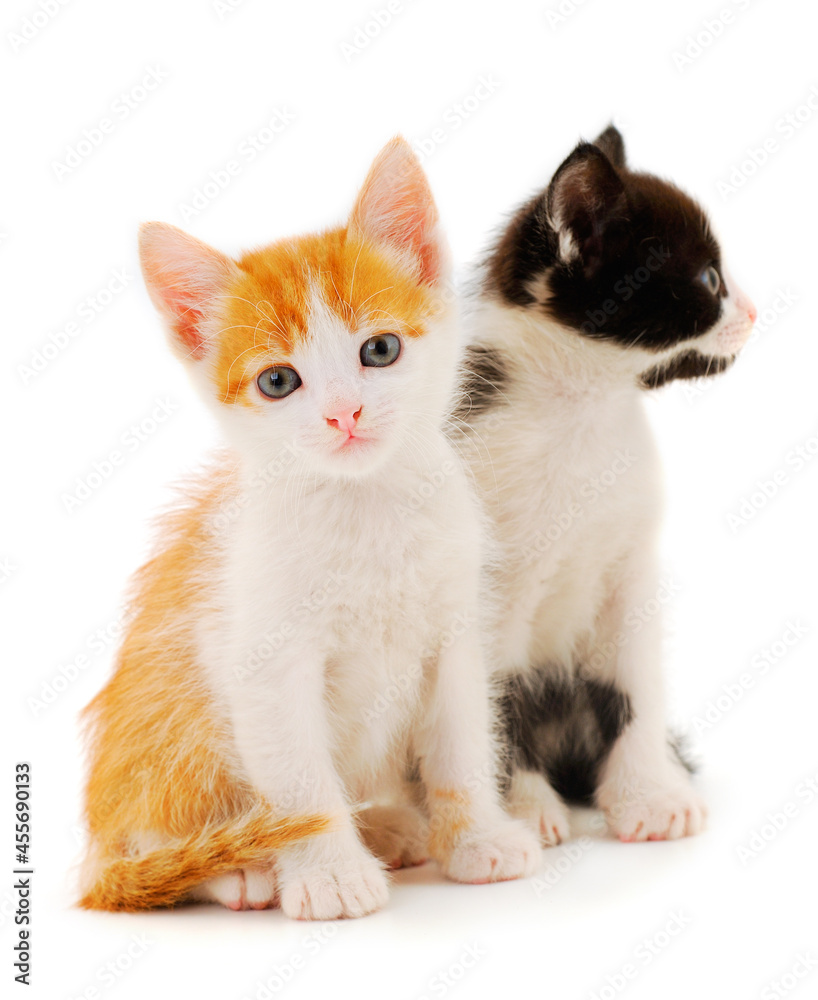 Two small kitten.