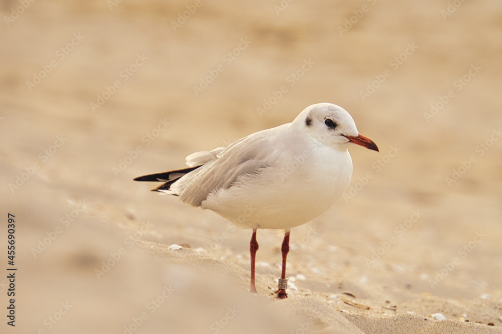 Naklejka premium Seagull on the beach. Birds of the sea.