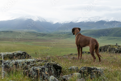 The dog looks at the hay peaks. Beautiful red dog stands beautifully stretched out on the mountainside