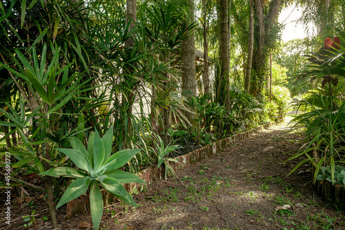 Ecological trail in a park in southern Brazil. Path with bromeliads, trees and other plants.