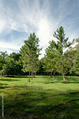 Park with beautiful lawn and pine trees. Brazilian forest.