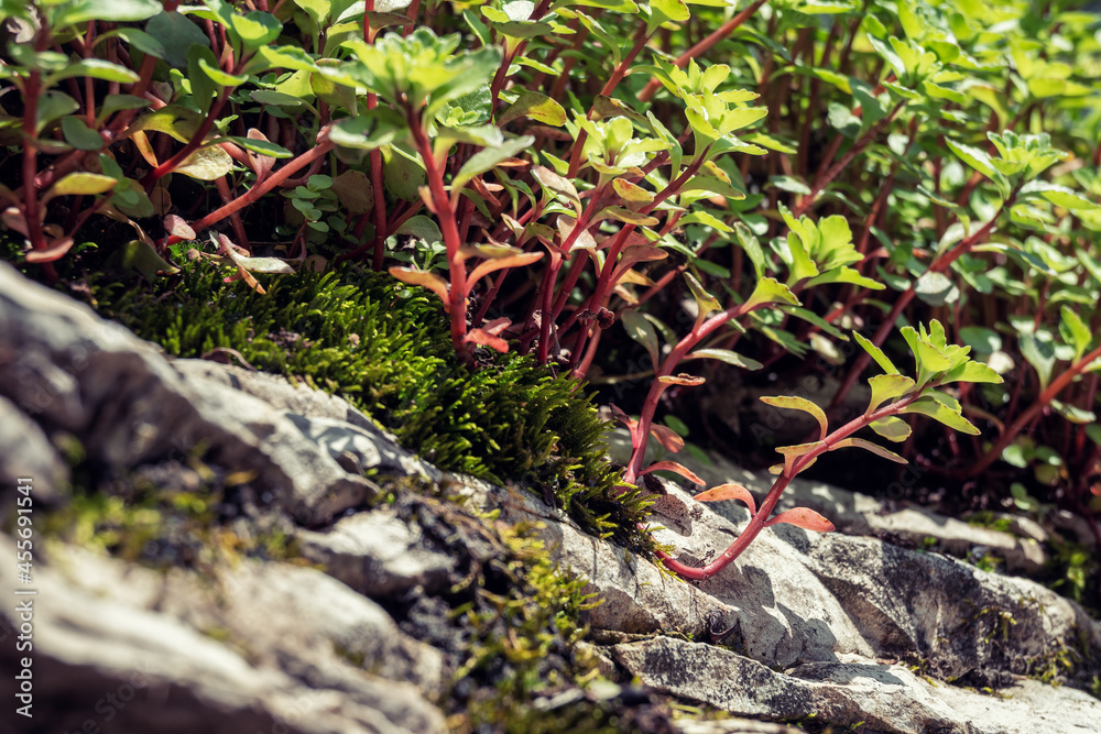 Bright green plants and moss on rocks in mountains. Selective shallow focus on the foreground. Graphic backgrounds. Bright green plants and moss on rocks in mountains. Selective shallow focus on the foreground. Graphic backgrounds.