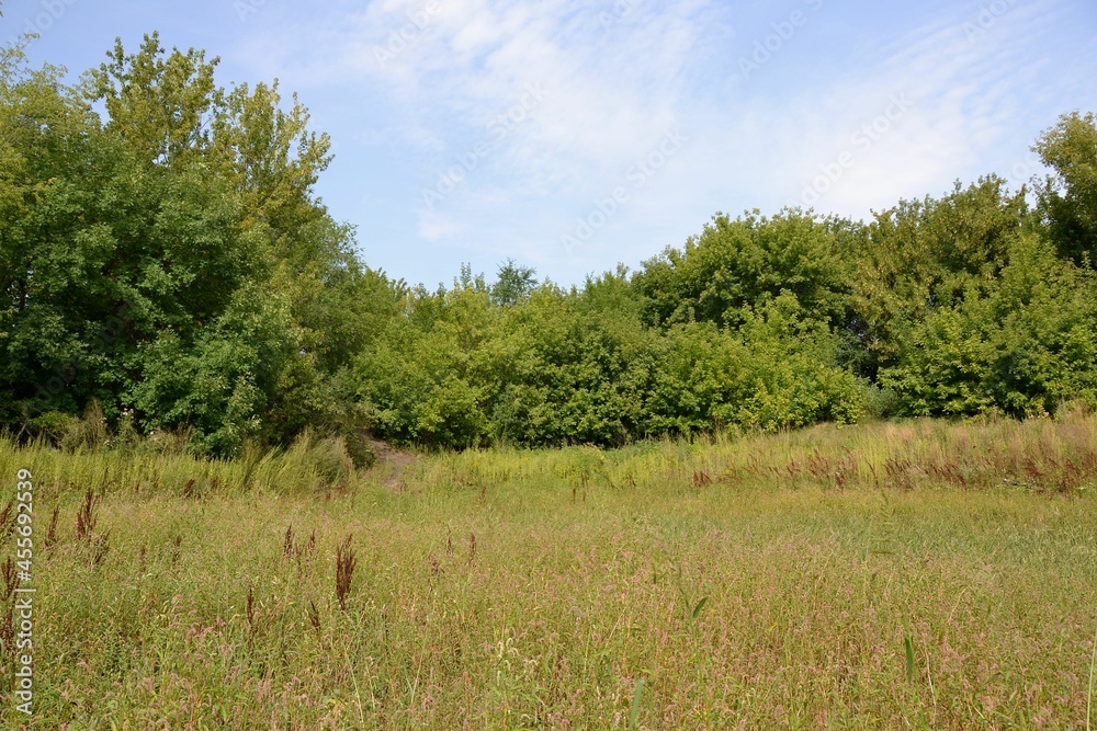 Dense vegetation in a swampy area, turning into a forest Dense vegetation in a swampy area, turning into a forest