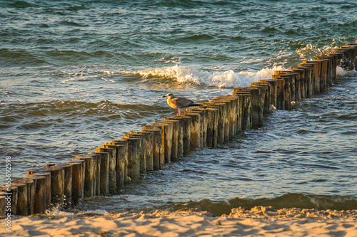 groynes on the beach of the Baltic Sea in Zingst. Waves break on the wood