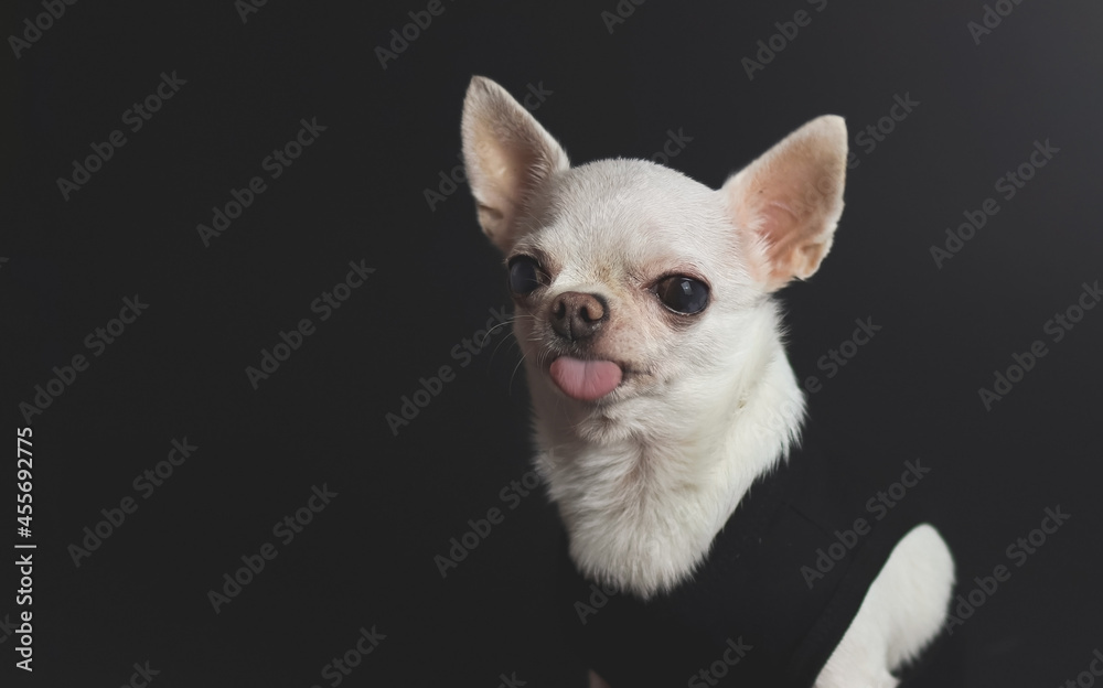 white short hair  Chihuahua dogs sitting on black background, looking at camera and show her tongue out.