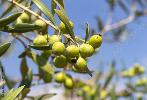  Rama de olivo  con aceitunas y hojas  en la comunidad Valenciana