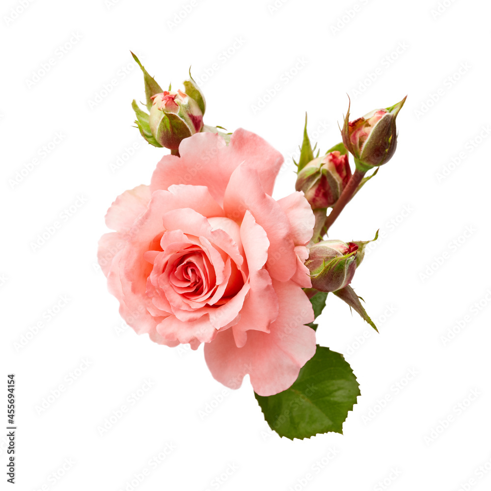 coral open rose flower and closed green buds. small bouquet on a white background. isolated flower for design of cards, invitations coral open rose flower and closed green buds. small bouquet on a white background. isolated flower for design of cards, invitations