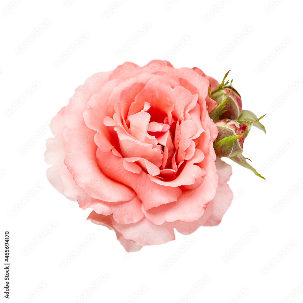 PEACH ROSE