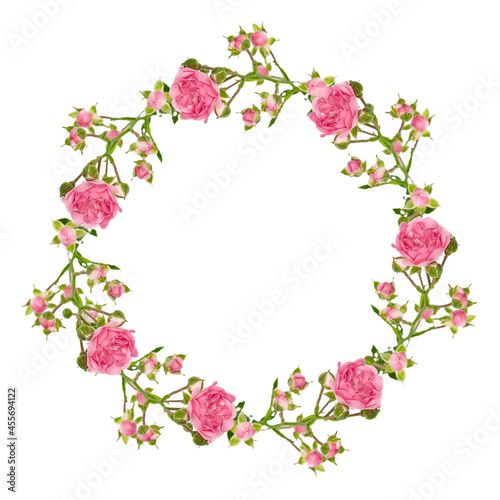 wreath of twigs of small roses. isolated flowers of pink color on a white background. floral design element