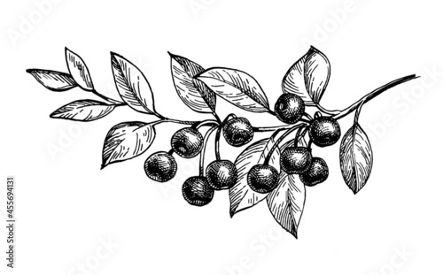 Cherry ink sketch.