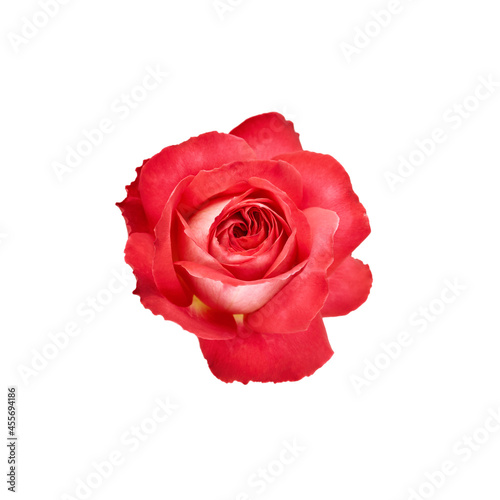 beautiful red rose flower isolated on white background. for design posters  banners and invitations