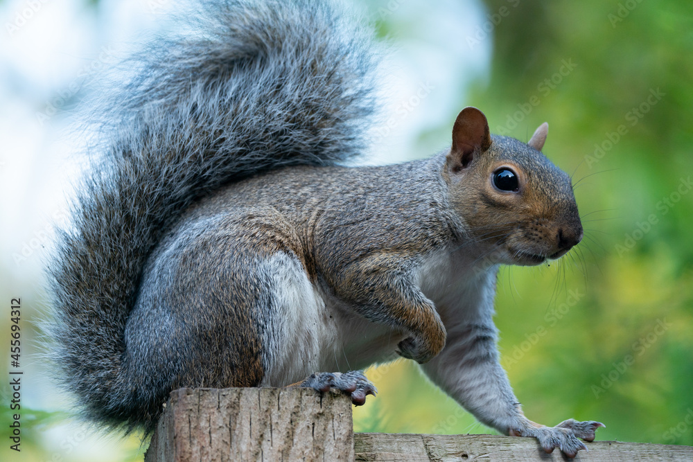 Obraz premium squirrel on a tree