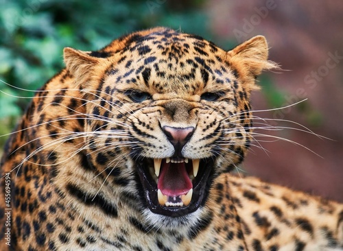 Portrait of leopard, panthera pardus japonensis photo